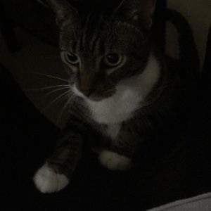 Meet your Posher, Tana